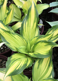 Hosta montana 'On Stage' (aka 'Choko nishiki')